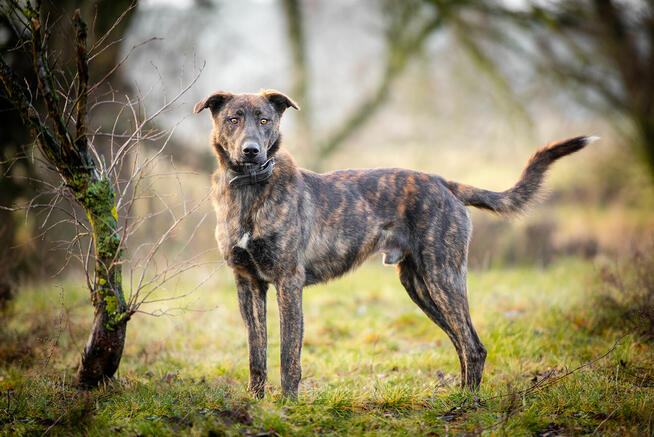 Blum - młody, wychowany z dziećmi, aktywny pręgus!
