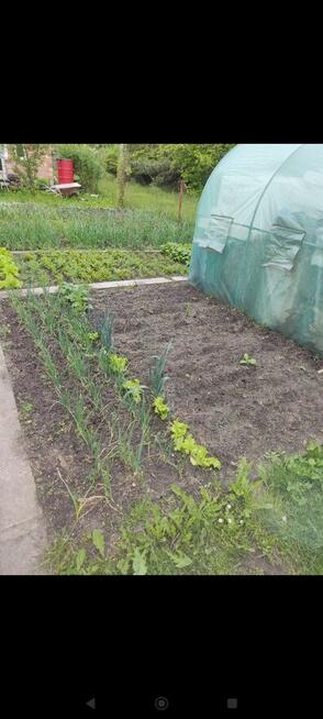 Działka rekreacyjna ROD Marii Konopnickiej Dzbów