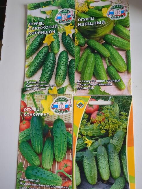Ogórki rosyjskie Palczik Roznasol nasiona kolekcja