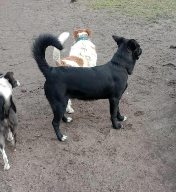 Oreo - młodziutki, pojętny, łagodny psiak szuka domu!