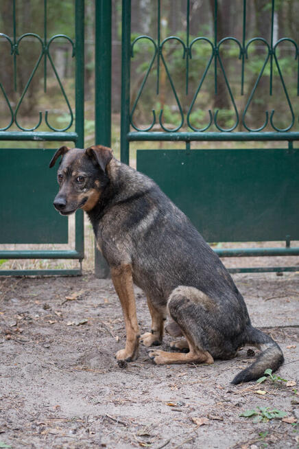 Muffin - posłuszny, cudowny pies jednego właściciela!