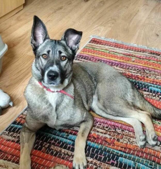 Wrażliwa, energiczna IGA mix owczarka i husky szuka domu !!
