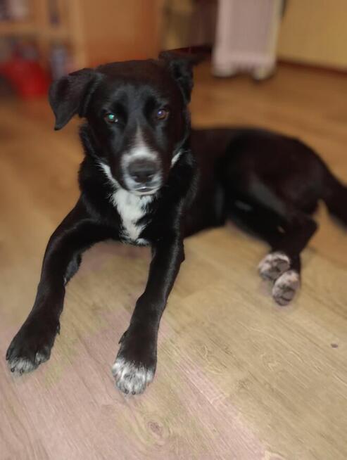 Oreo - młodziutki, pojętny, łagodny psiak szuka domu!