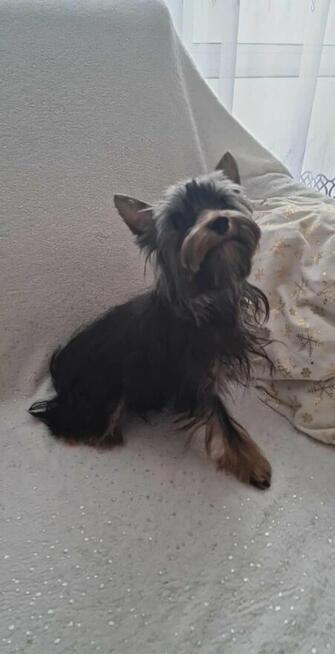 Yorkshire Terrier - reproduktor