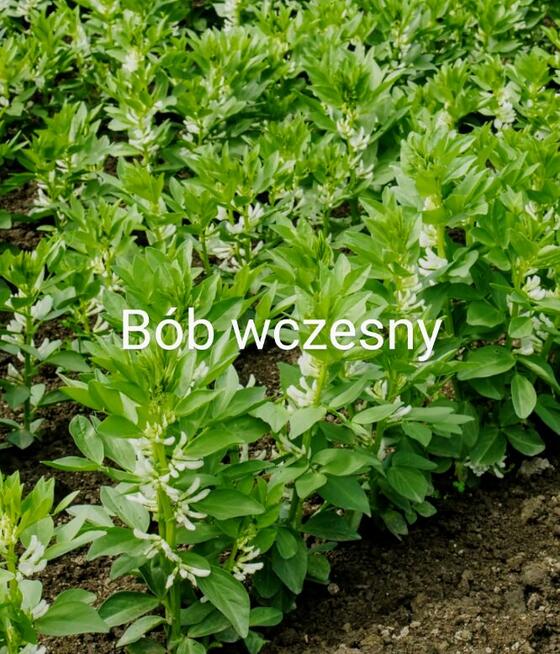 Ogórki rosyjskie Palczik Roznasol nasiona kolekcja