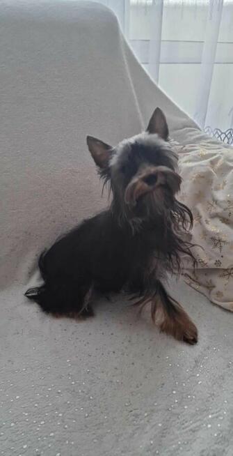 Yorkshire Terrier - reproduktor