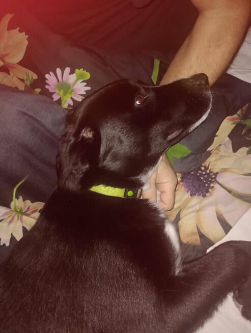 Oreo - młodziutki, pojętny, łagodny psiak szuka domu!