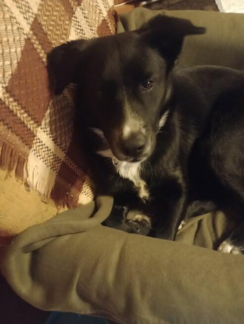 Oreo - młodziutki, pojętny, łagodny psiak szuka domu!