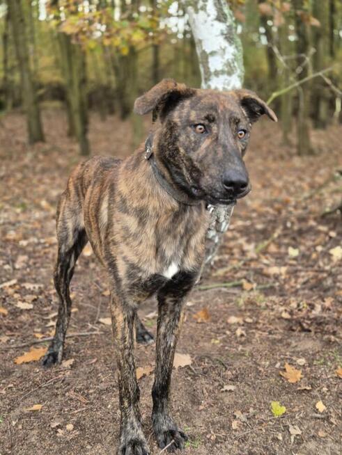 Blum - młody, wychowany z dziećmi, aktywny pręgus!