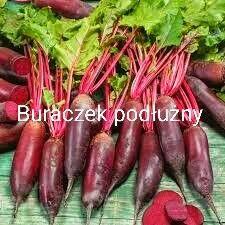 Ogórki rosyjskie Palczik Roznasol nasiona kolekcja