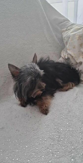 Yorkshire Terrier - reproduktor