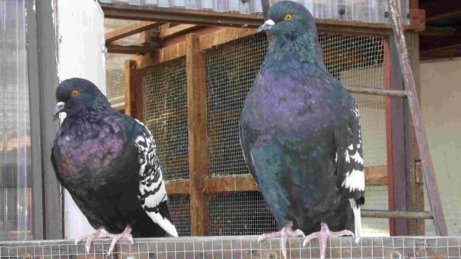 sprzedam gołębie