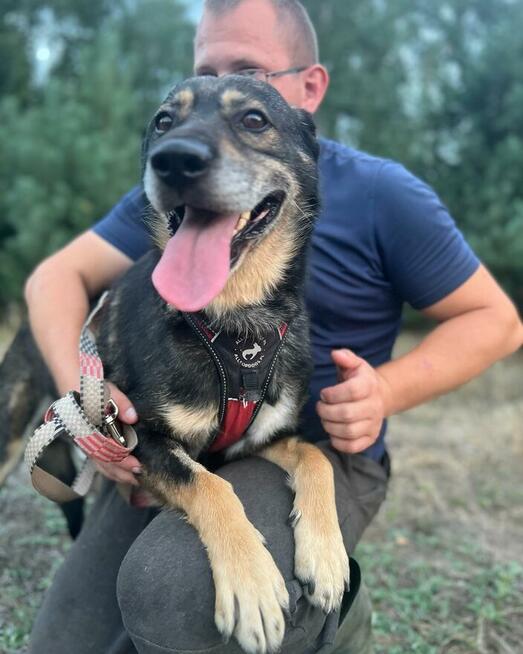 Borys - zakochany w człowieku, wspaniały pies!