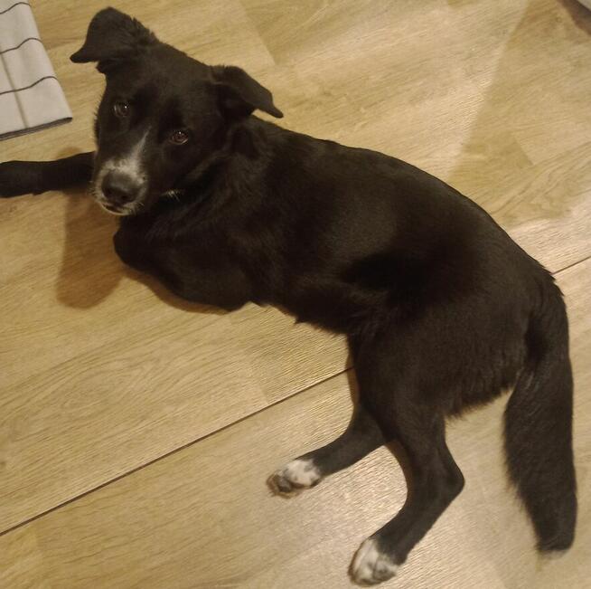 Oreo - młodziutki, pojętny, łagodny psiak szuka domu!