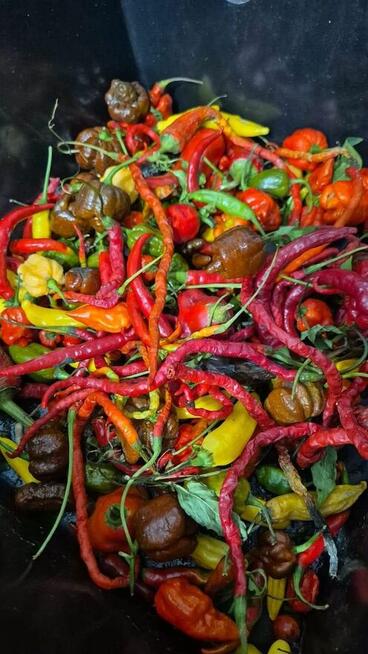 Ogórki rosyjskie Palczik Roznasol nasiona kolekcja