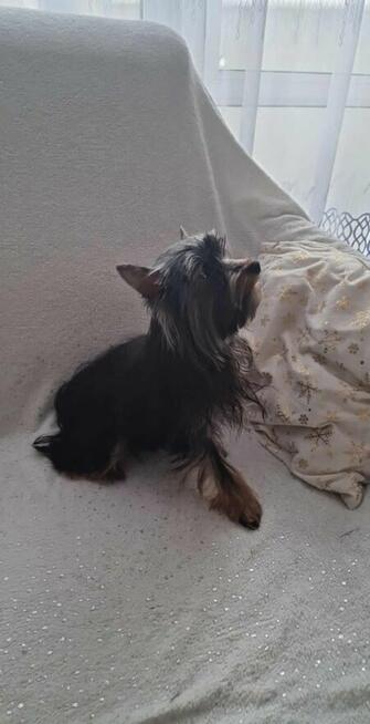 Yorkshire Terrier - reproduktor