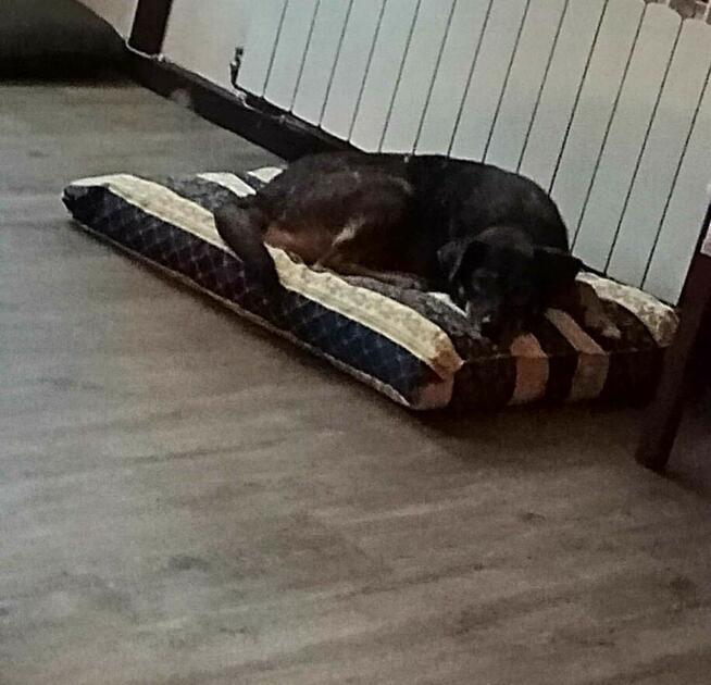 Muffin - posłuszny, cudowny pies jednego właściciela!