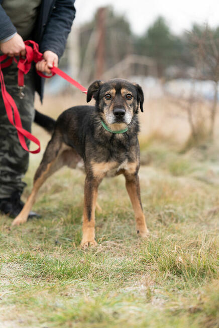 Borys - zakochany w człowieku, wspaniały pies!