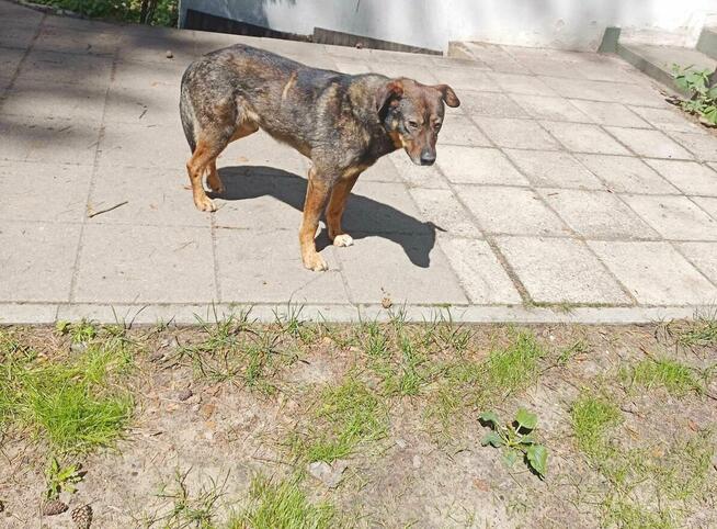 Muffin - posłuszny, cudowny pies jednego właściciela!