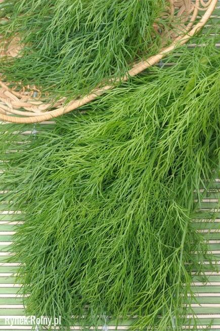 Ogórki rosyjskie Palczik Roznasol nasiona kolekcja