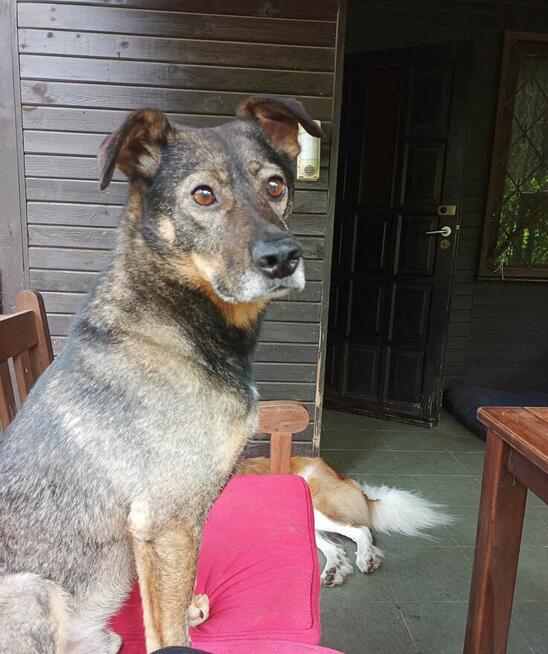 Muffin - posłuszny, cudowny pies jednego właściciela!