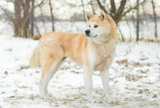 Asami - piękna, nieśmiała akita do adopcji