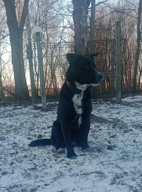 Oreo - młodziutki, pojętny, łagodny psiak szuka domu!