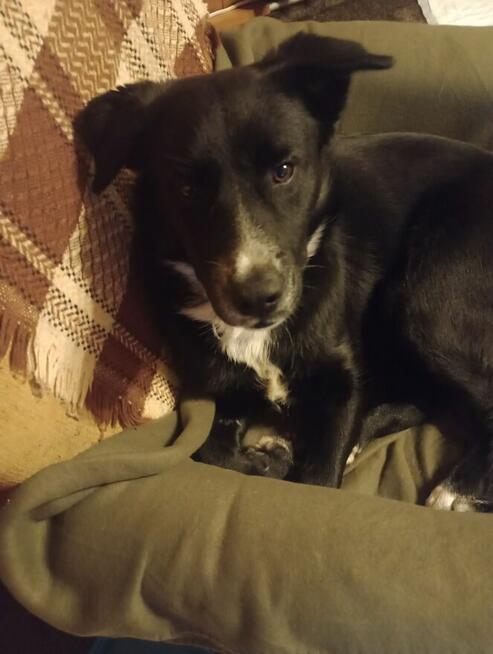 Oreo - młodziutki, pojętny, łagodny psiak szuka domu!