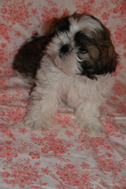 Pieski Shih Tzu