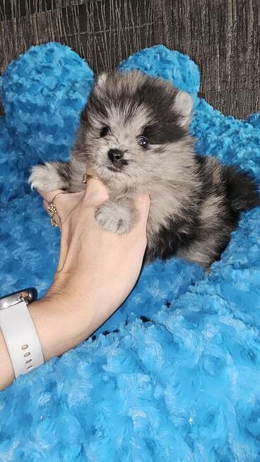 Szpic Miniaturowy/Pomeranian Blue Merle PASZPORT!