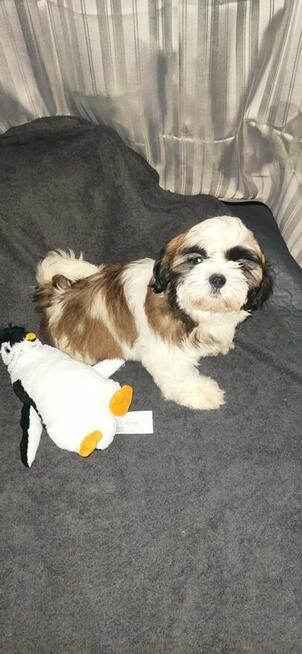 SHih TZU FCI