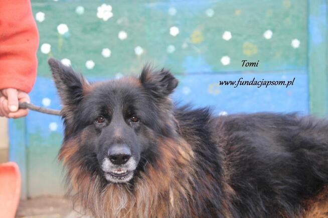 Tomi szuka właściciela
