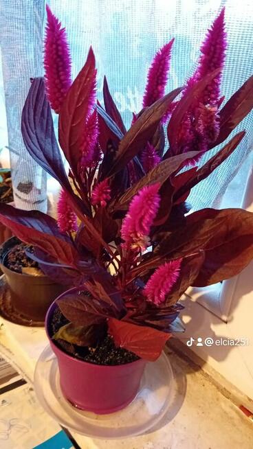 Dość duża pani szuka pana.....