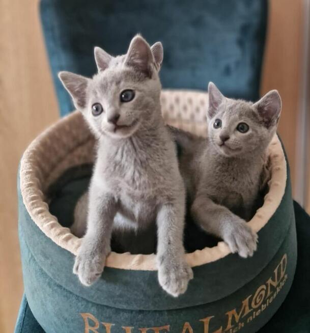 Kot rosyjski niebieski