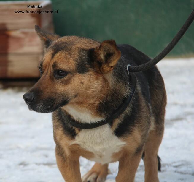 Malinka szuka właściciela