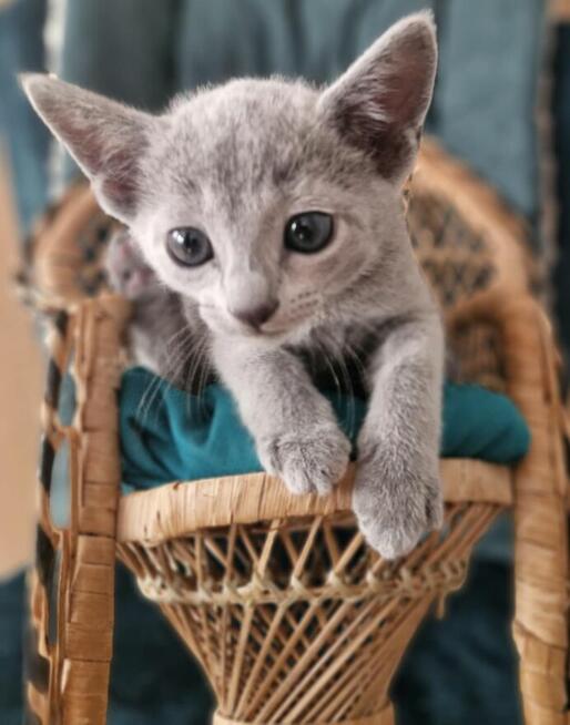 Kot rosyjski niebieski