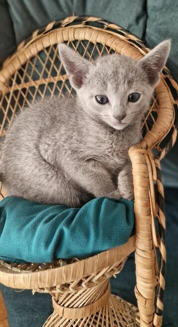 Kot rosyjski niebieski