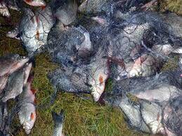 sieci rybackie;wonton, drygawica, zak, fishnet