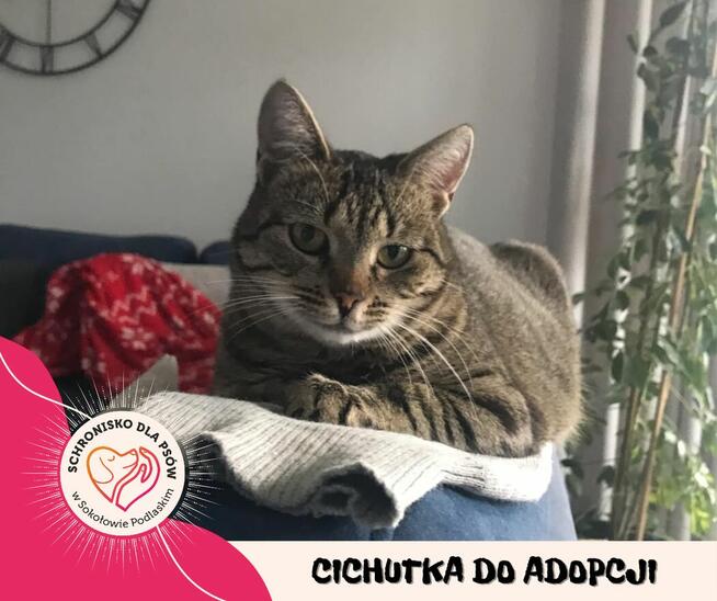 Kotka do adopcji