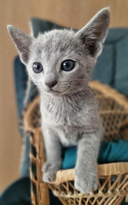 Kot rosyjski niebieski