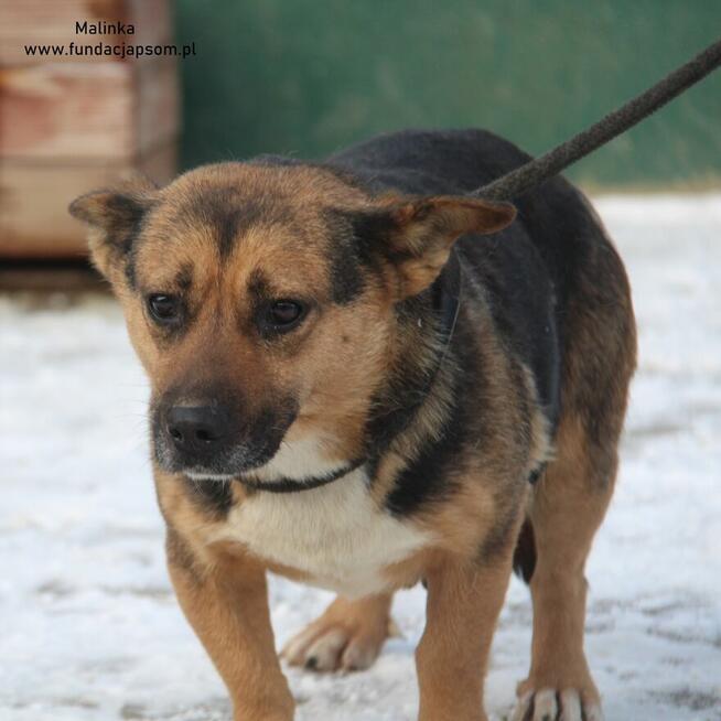 Malinka szuka właściciela