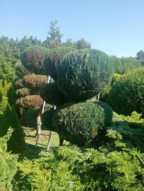 Praca / Usługa Ogrodnicza.