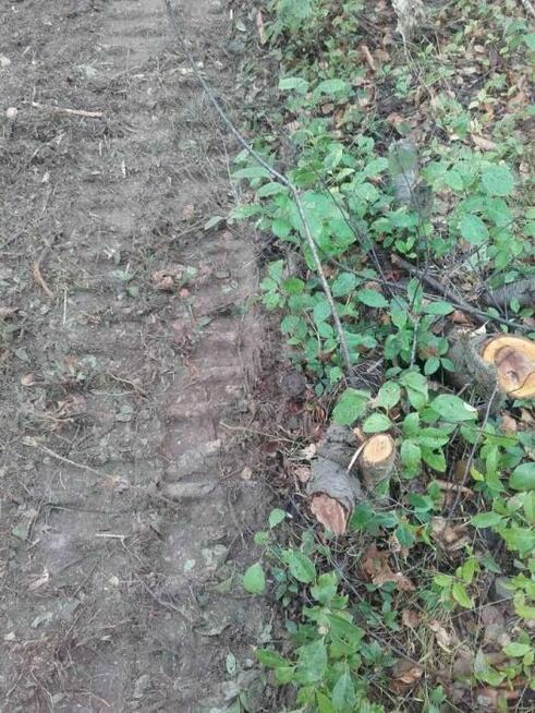 Wycinka drzew oczyszczanie działek mulczer leśny karczowanie