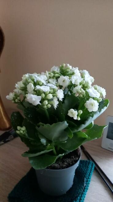 Dość duża pani szuka pana.....