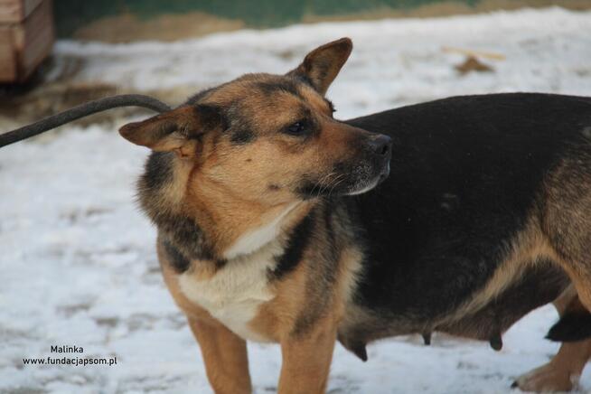 Malinka szuka właściciela