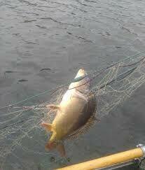 sieci rybackie;wonton, zak drygawica, mieroza