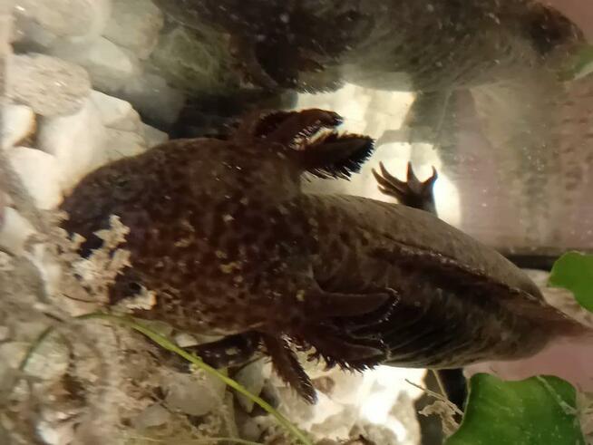 Dość duża pani szuka pana.....