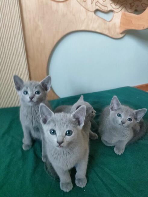 Kot rosyjski niebieski