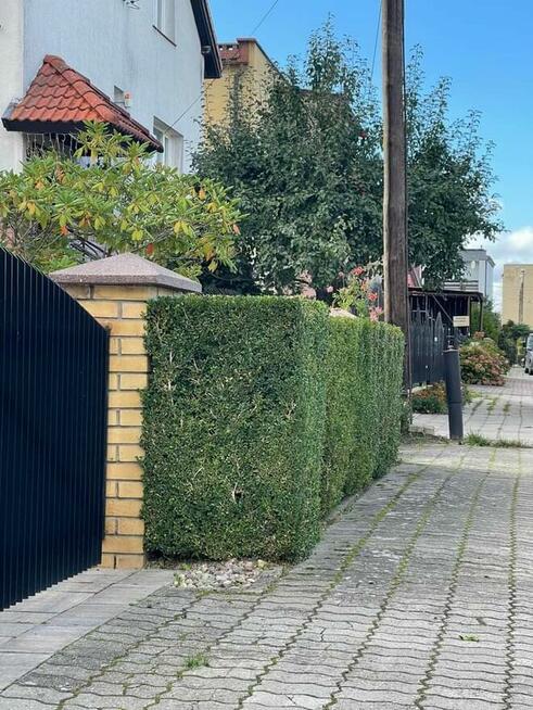 Praca / Usługa Ogrodnicza.