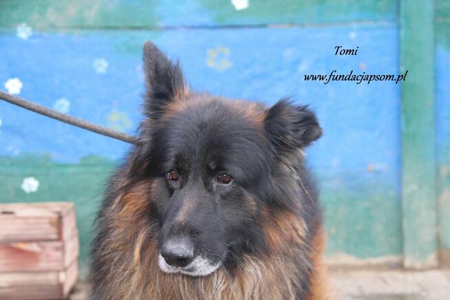 Tomi szuka właściciela